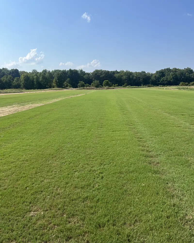 Tifway 419 Bermuda sod field under blue sky at Paramount Sod Farm in Hernando, MS