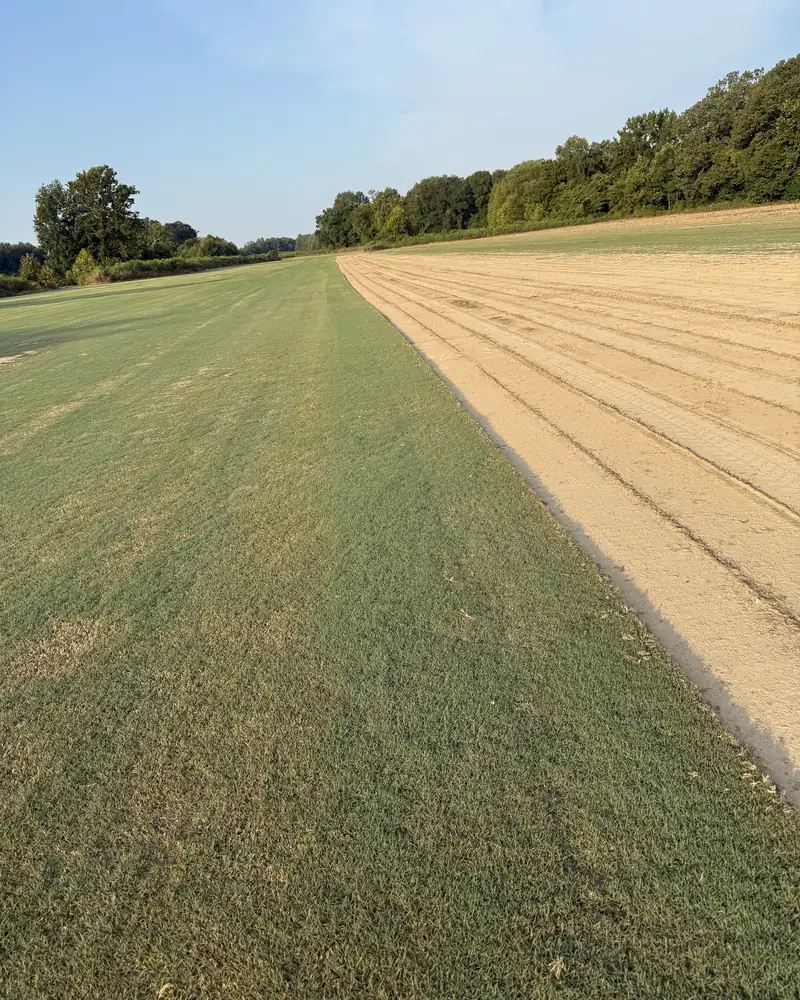 Thick Tifway 419 Bermuda next to freshly harvested rows at Paramount Sod Farm in Hernando, MS