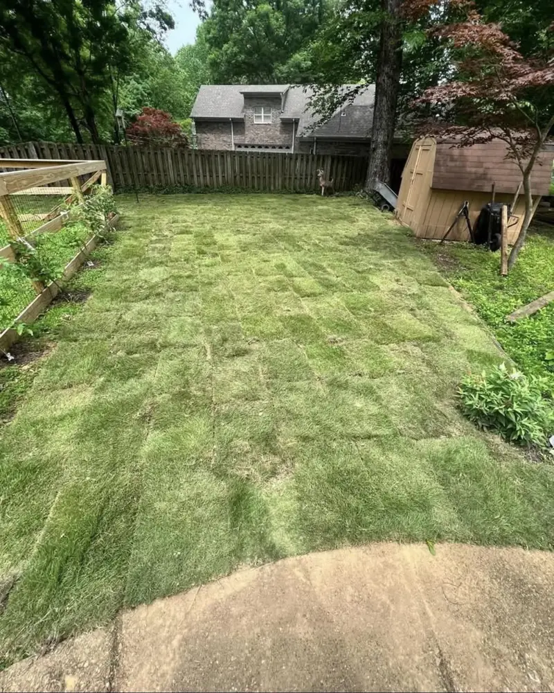 Fresh Zeon Zoysia sod installation in a residential backyard from Paramount Sod Farm