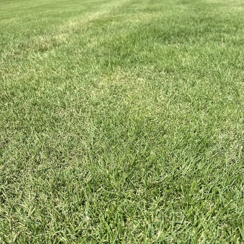 Close-up of Zeon Zoysia grass blades grown at Paramount Sod Farm